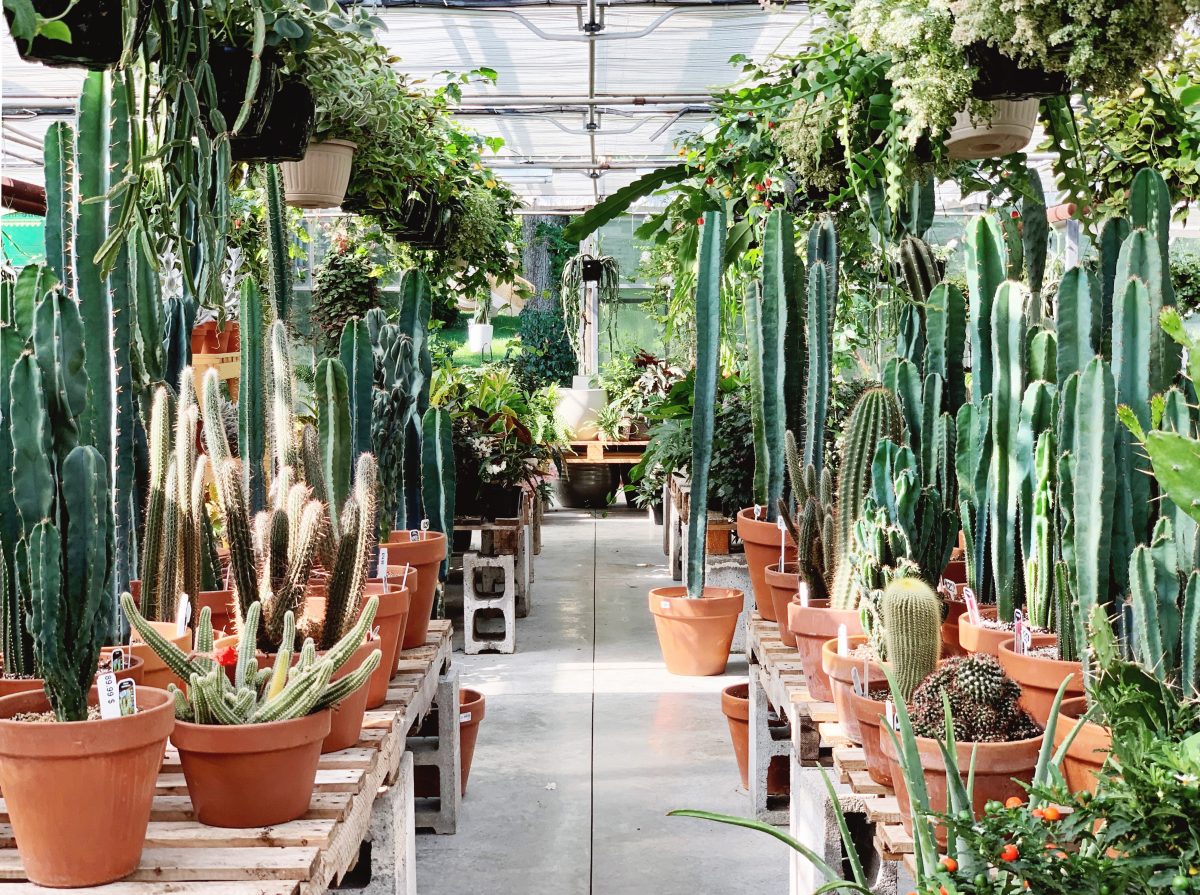 Atelier cuisine  Cactus en vedette
