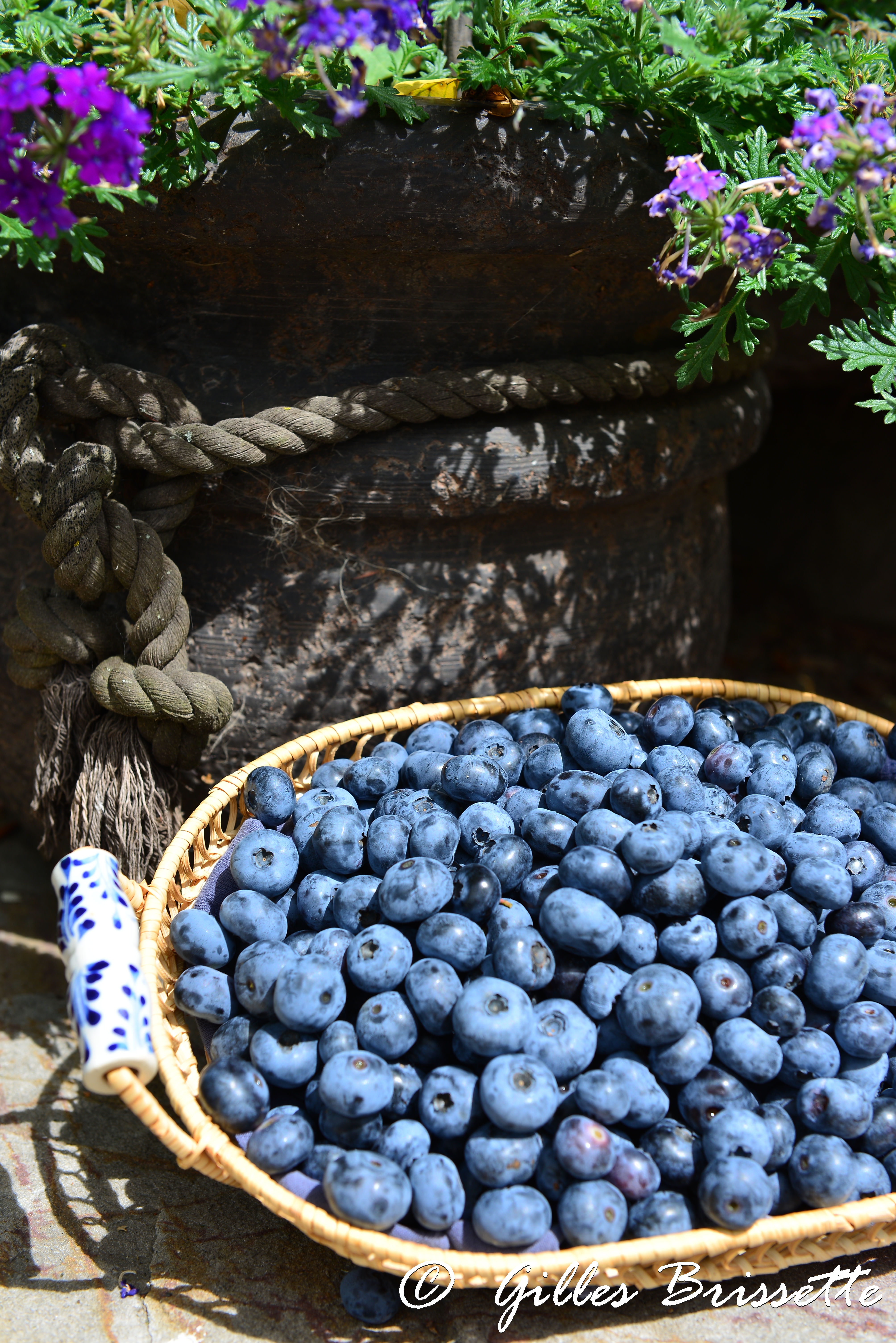 Bleuetière aux petits délices, Tourisme Saint-Hyacinthe, Quoi faire, autocueillette