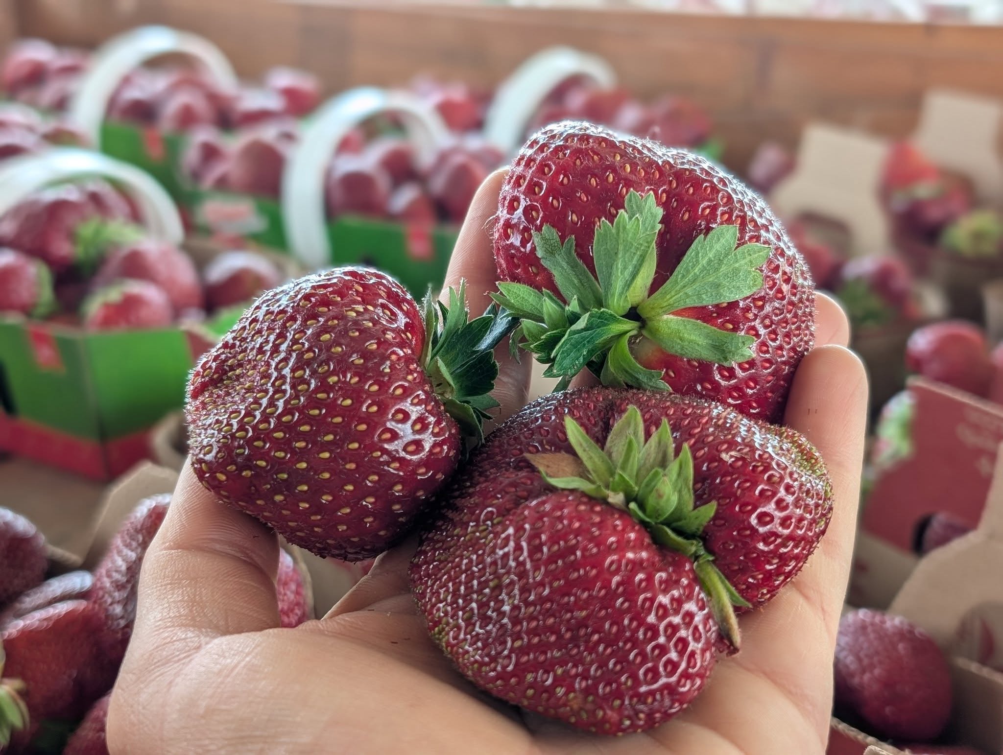 Ferme luco fraise