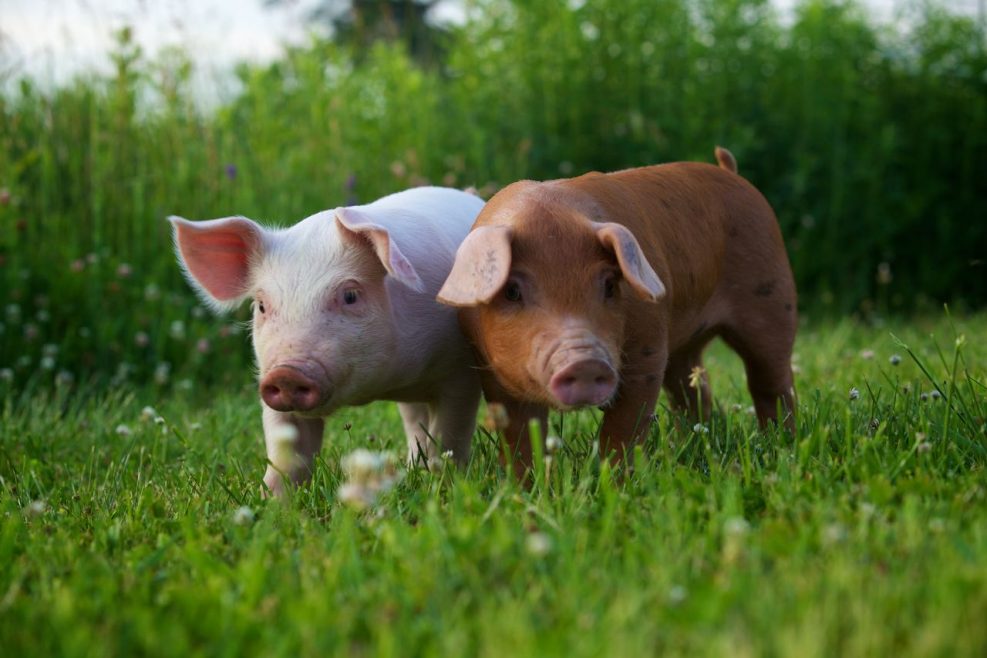 Maître Cochon / Ferme A. Coupal et fils inc.