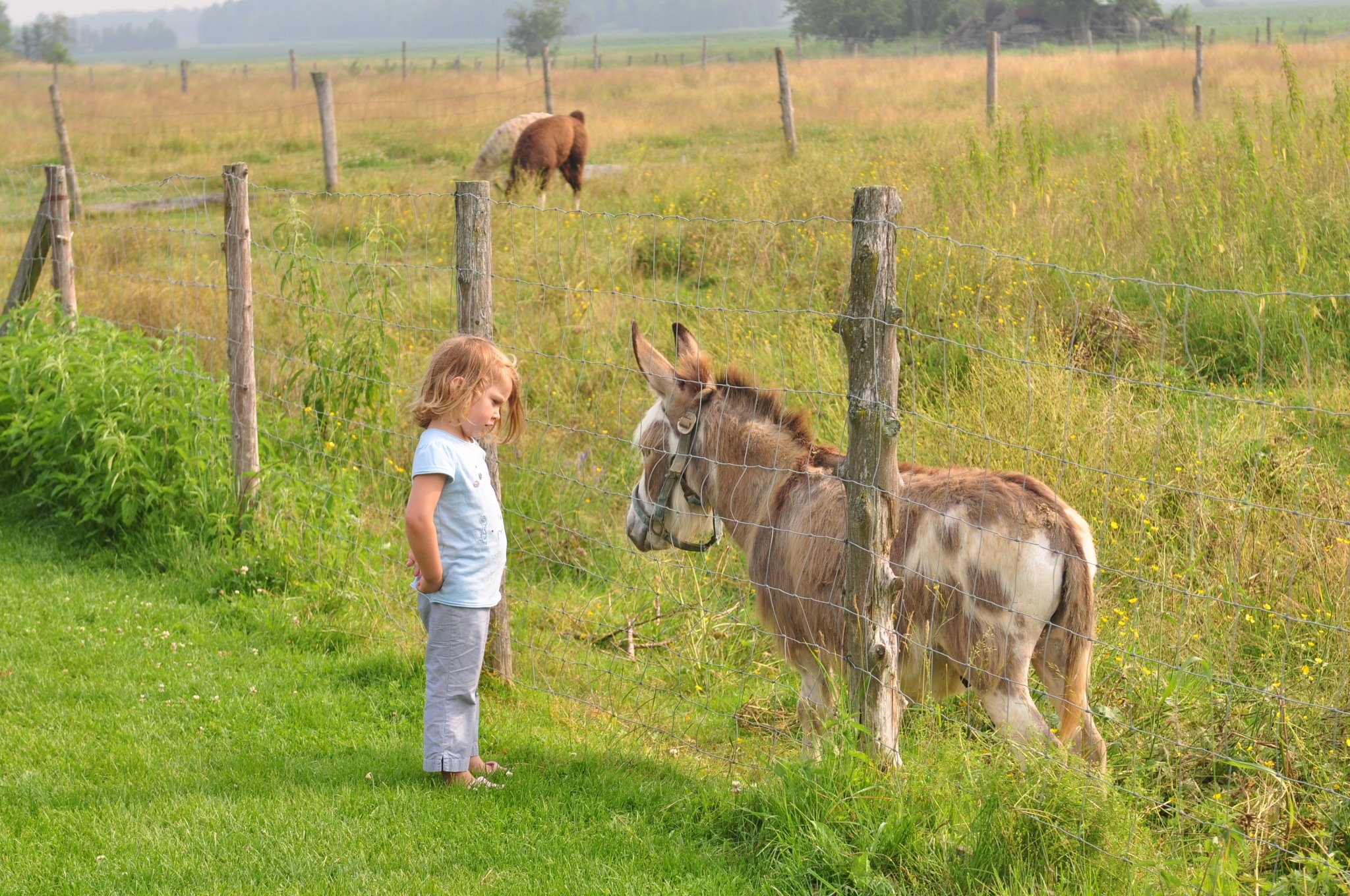 Rabouillere_poney