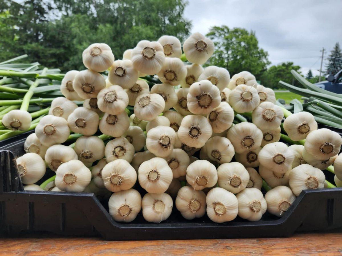 La Famille est dans l&rsquo;Champ d&rsquo;Ail